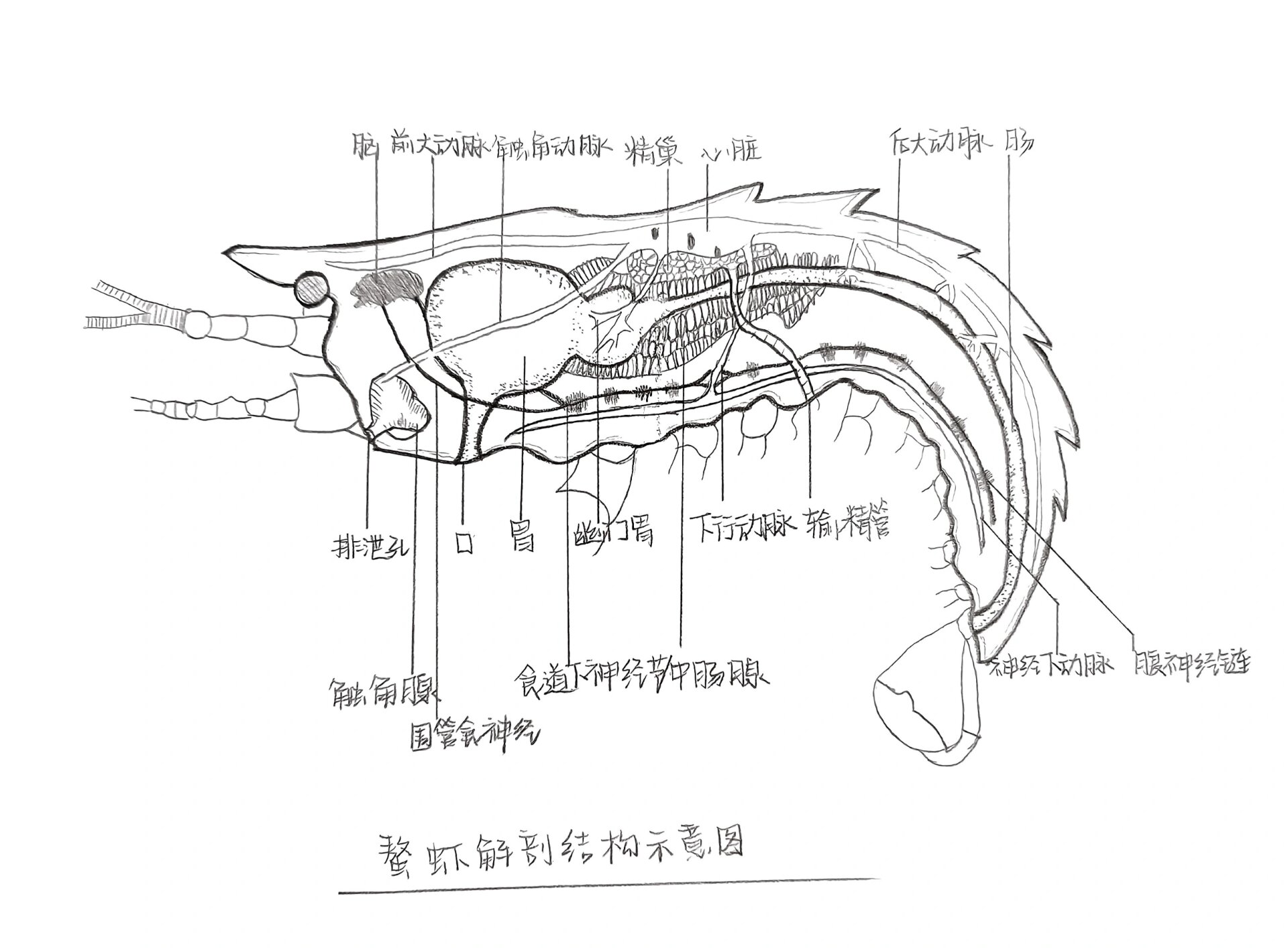 鳌虾解剖结构示意图