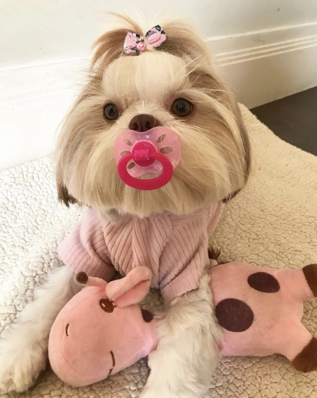 西施犬短发造型分享第二波 都是我存的ins可爱狗狗,给狗子美容的时候