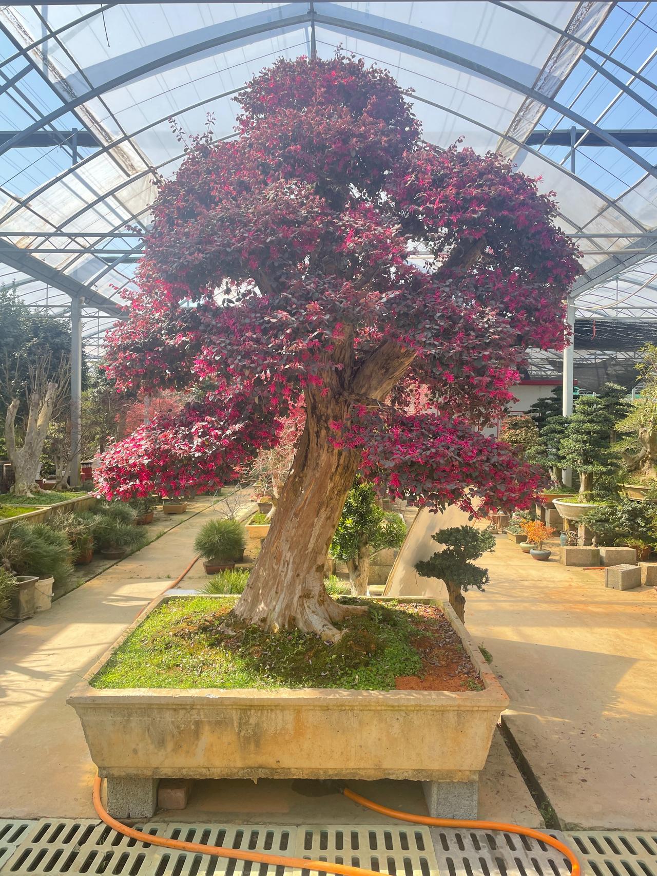 红花檵木盆景,因其花色鲜艳,四季.@广汉园林的动态