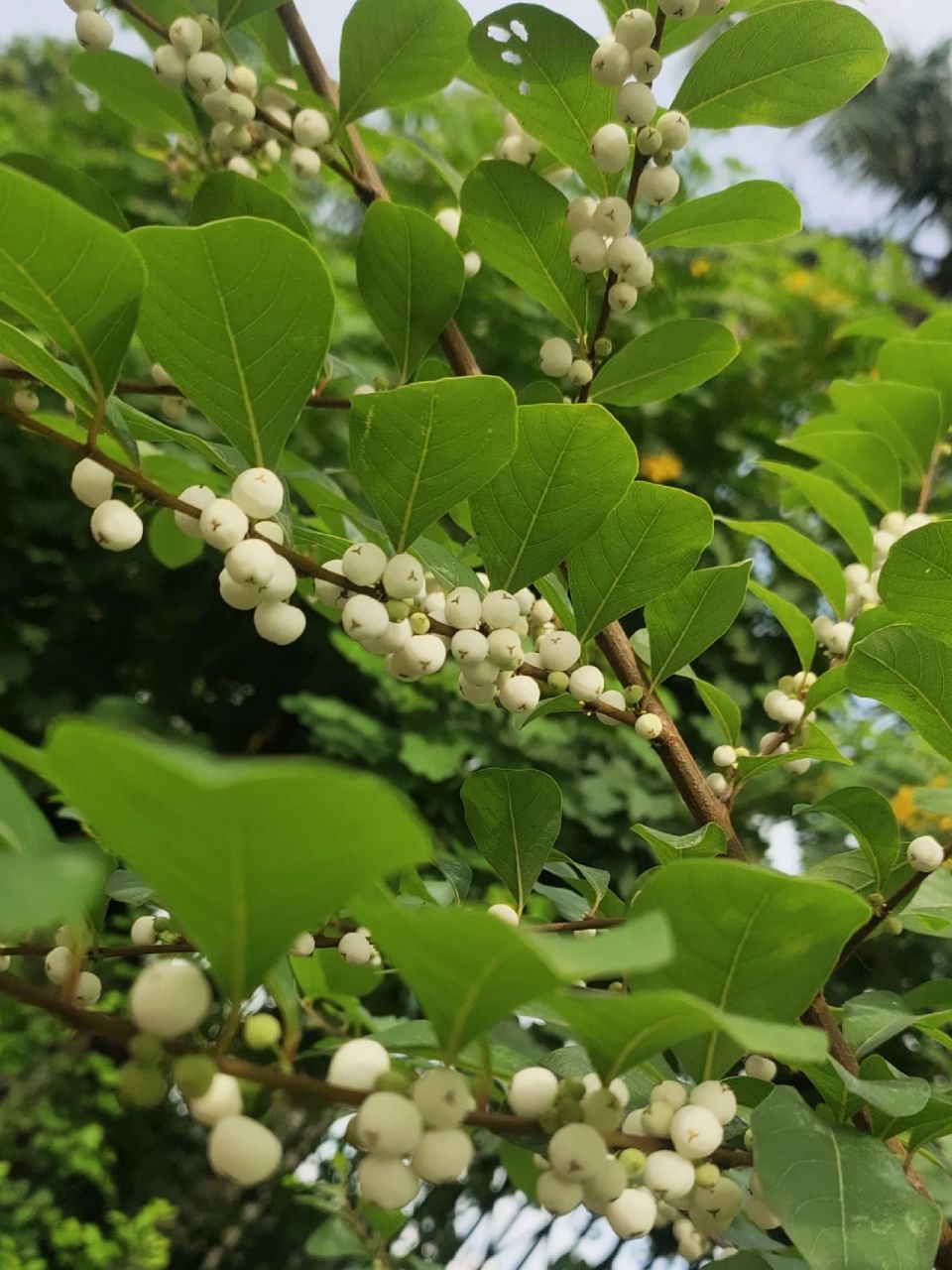 白饭树 白饭树,又名鱼眼木,鹊饭树,金柑藤,白倍子,具有清热解毒,消肿