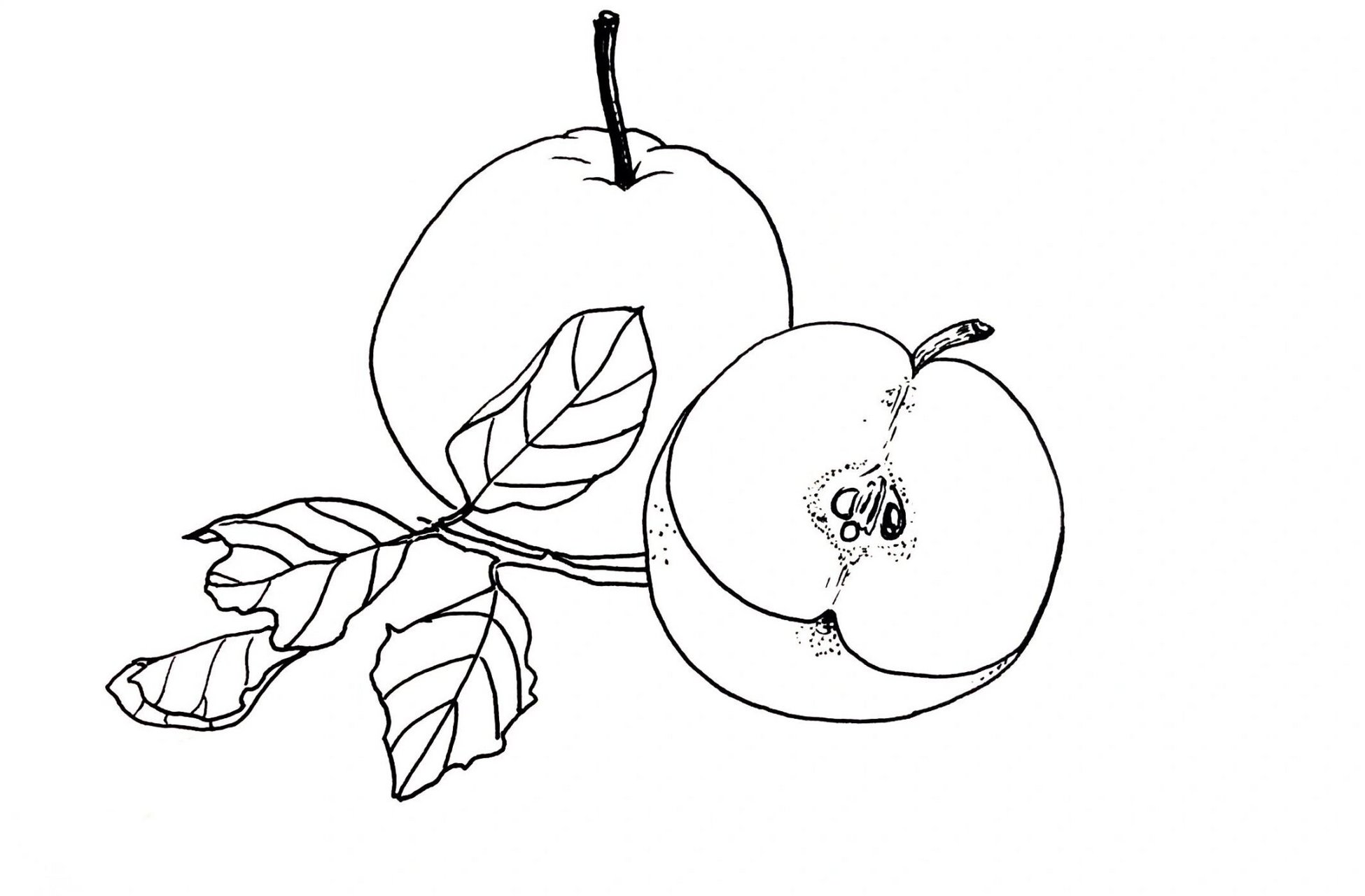 香甜细腻的雪梨98 雪梨润肺,多吃有好处哦