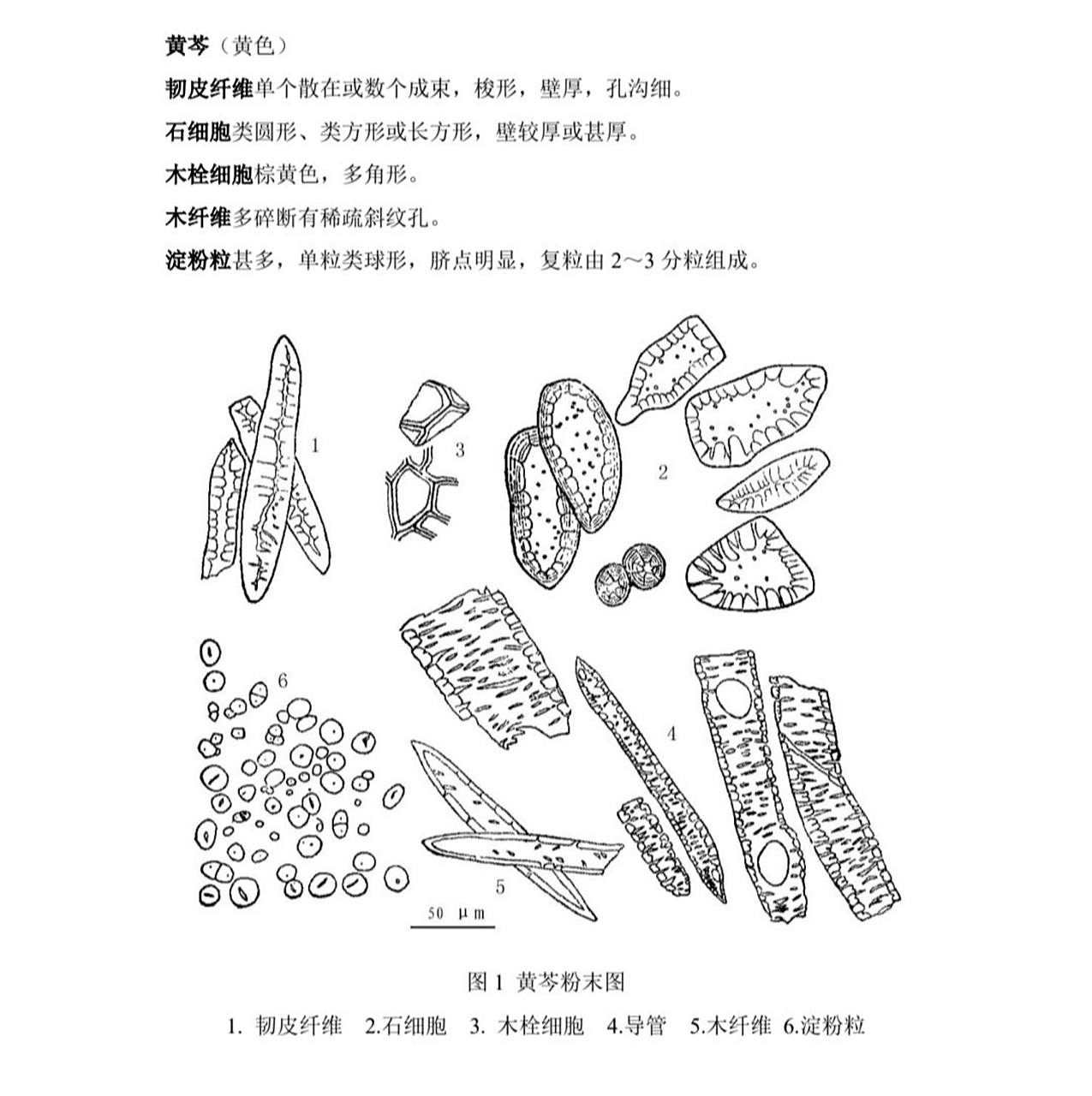中药鉴定学(2)显微鉴别 黄芩 黄柏 黄连 黄芩粉末 黄柏粉末 黄连粉末