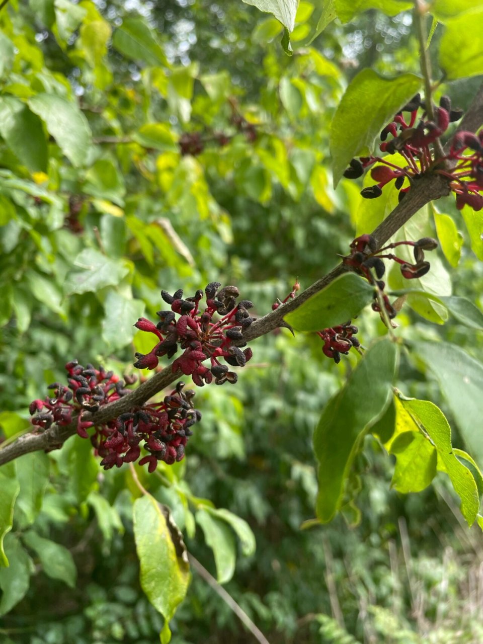 花椒树杆图片