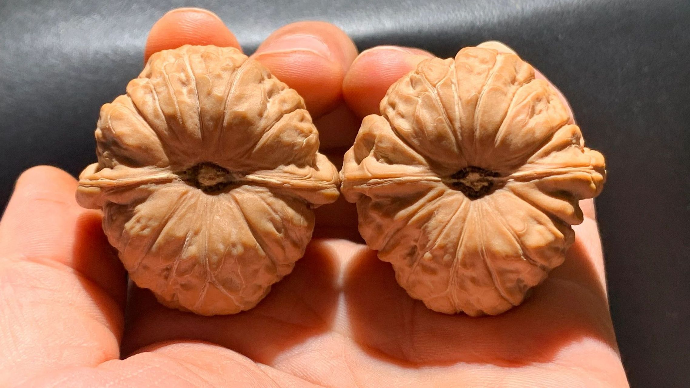 以底命名的文玩核桃:南瓜墩99性感肥美!