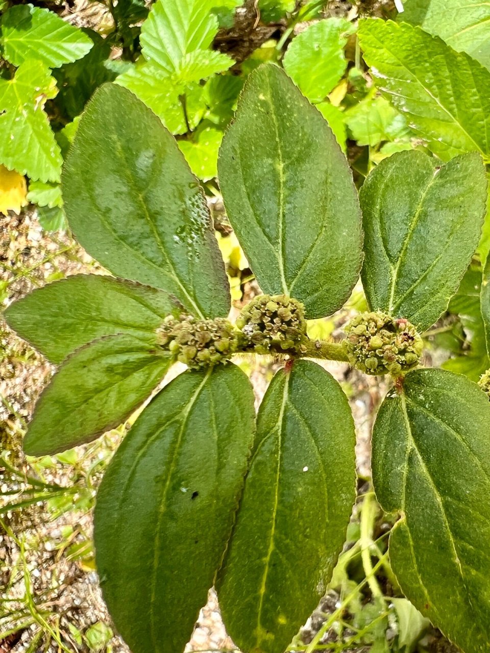 55: 飞扬草 #户外植物# 飞扬草,中药名,一年生草本 为大戟科植物飞扬
