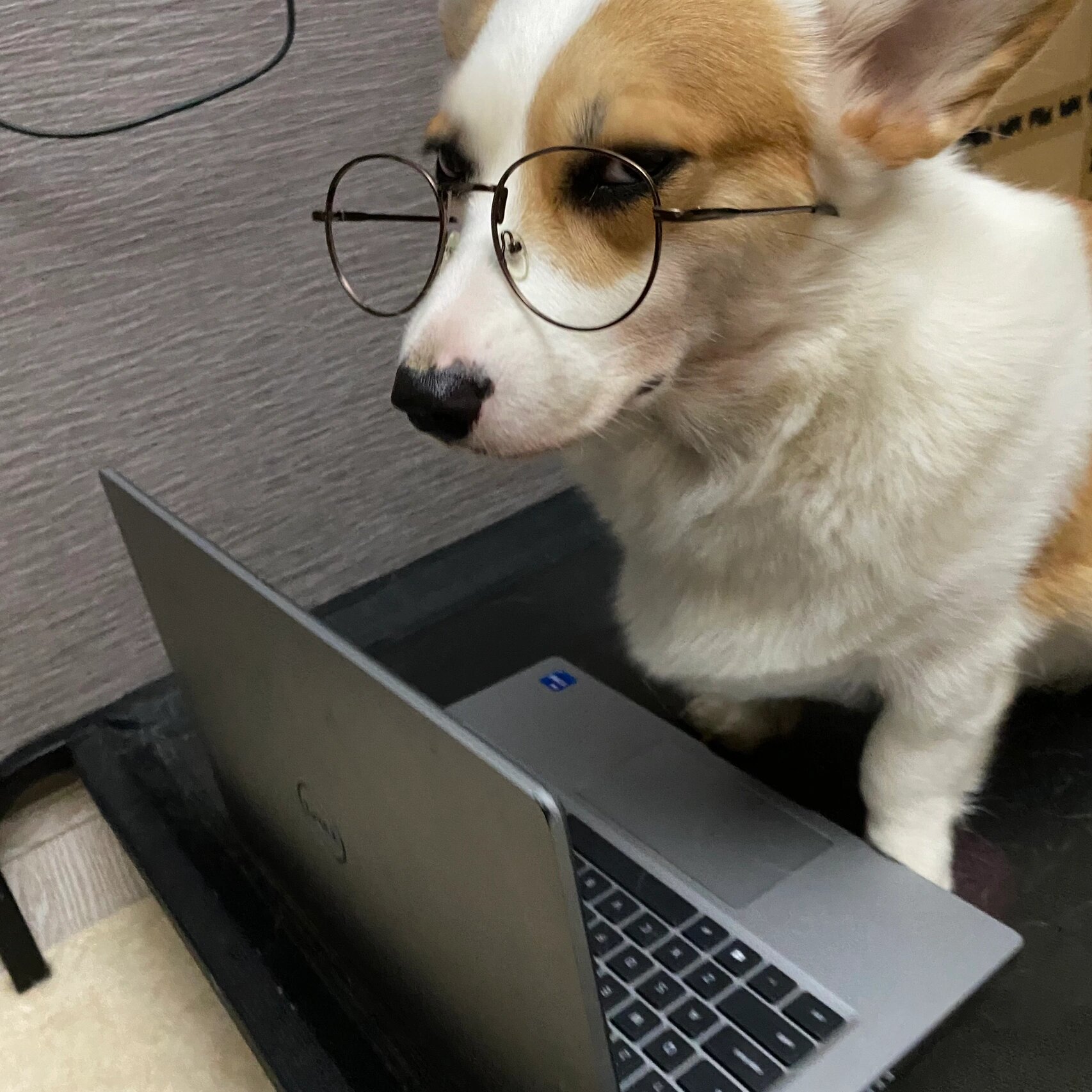 柯基头像|眼镜狗