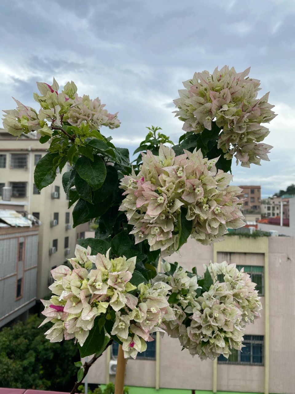 雨后手捧花状的三角梅菲菲娜白