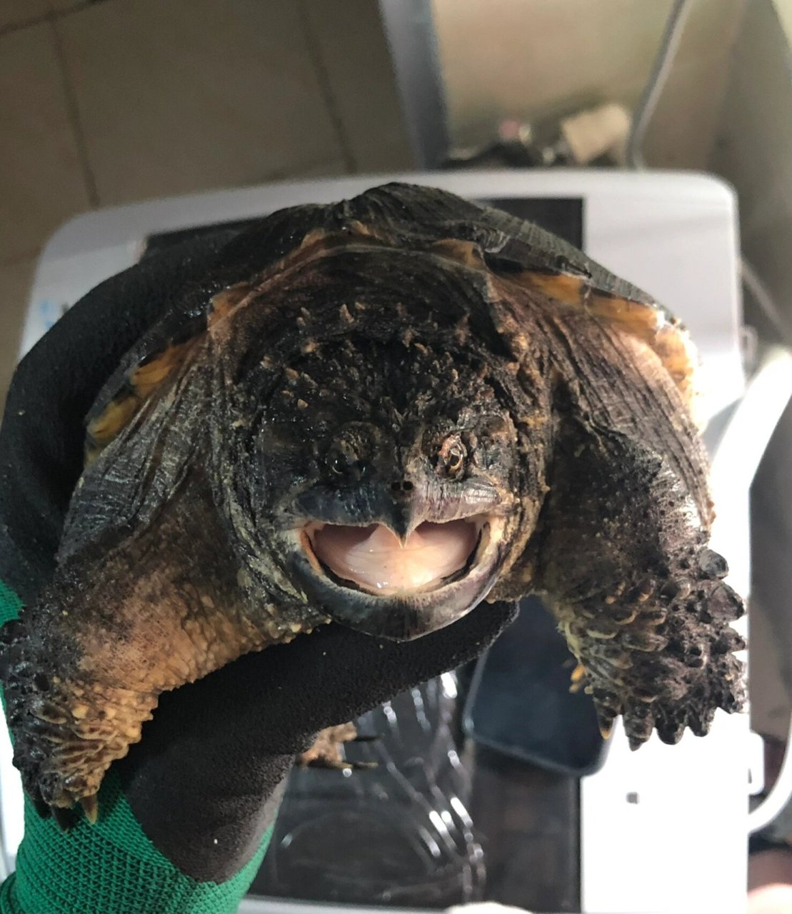 佛鳄龟 鳄龟 黑佛鳄龟 纯佛 野佛后 17 黑佛修长甲 这比例头版 有点狠