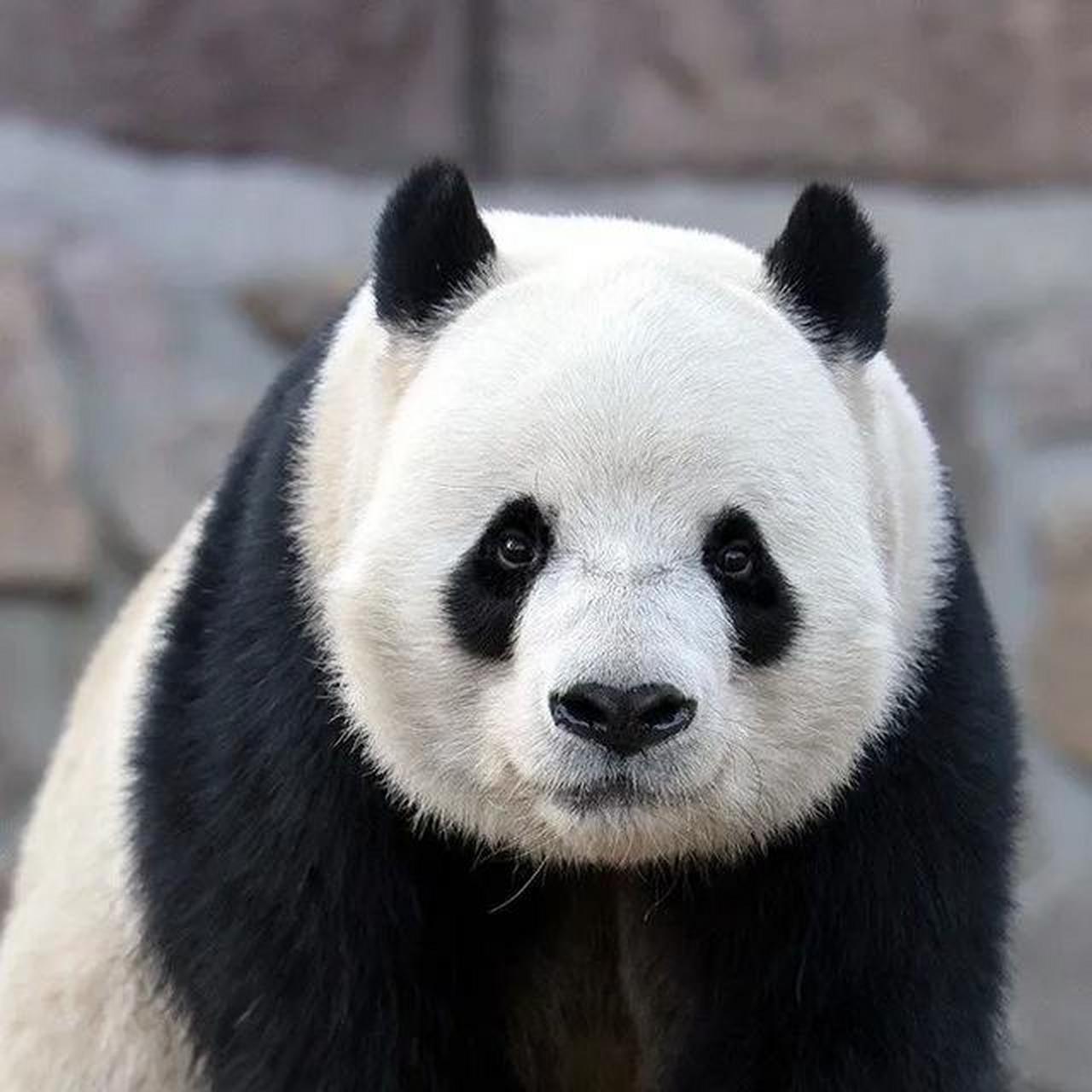 大熊猫萌二是一只乖乖的小熊.