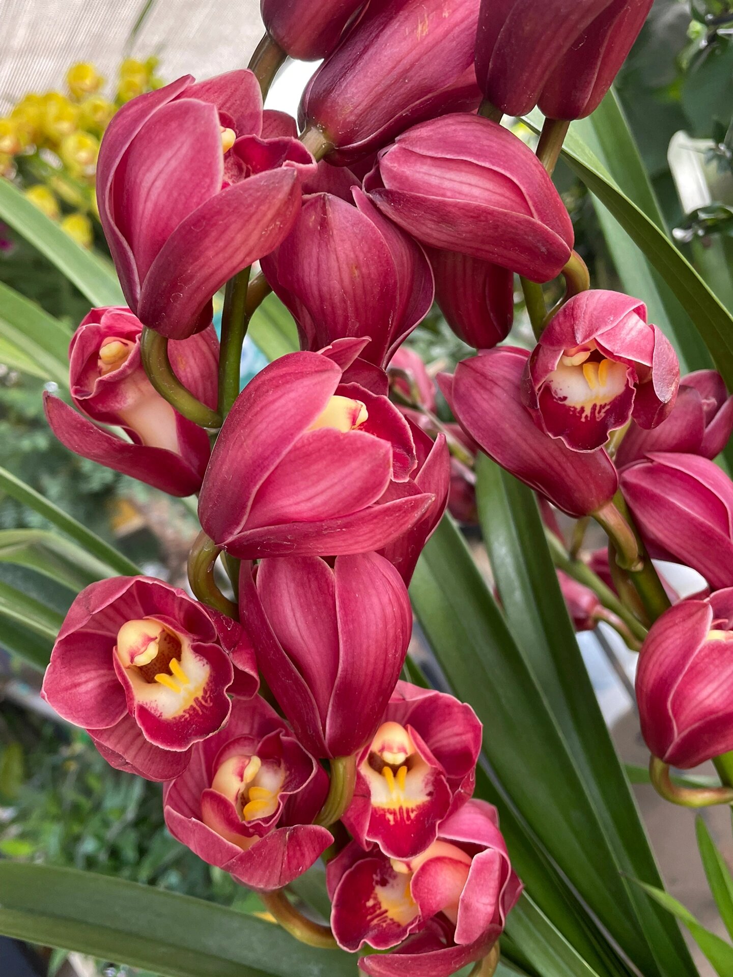 大红袍大花蕙兰