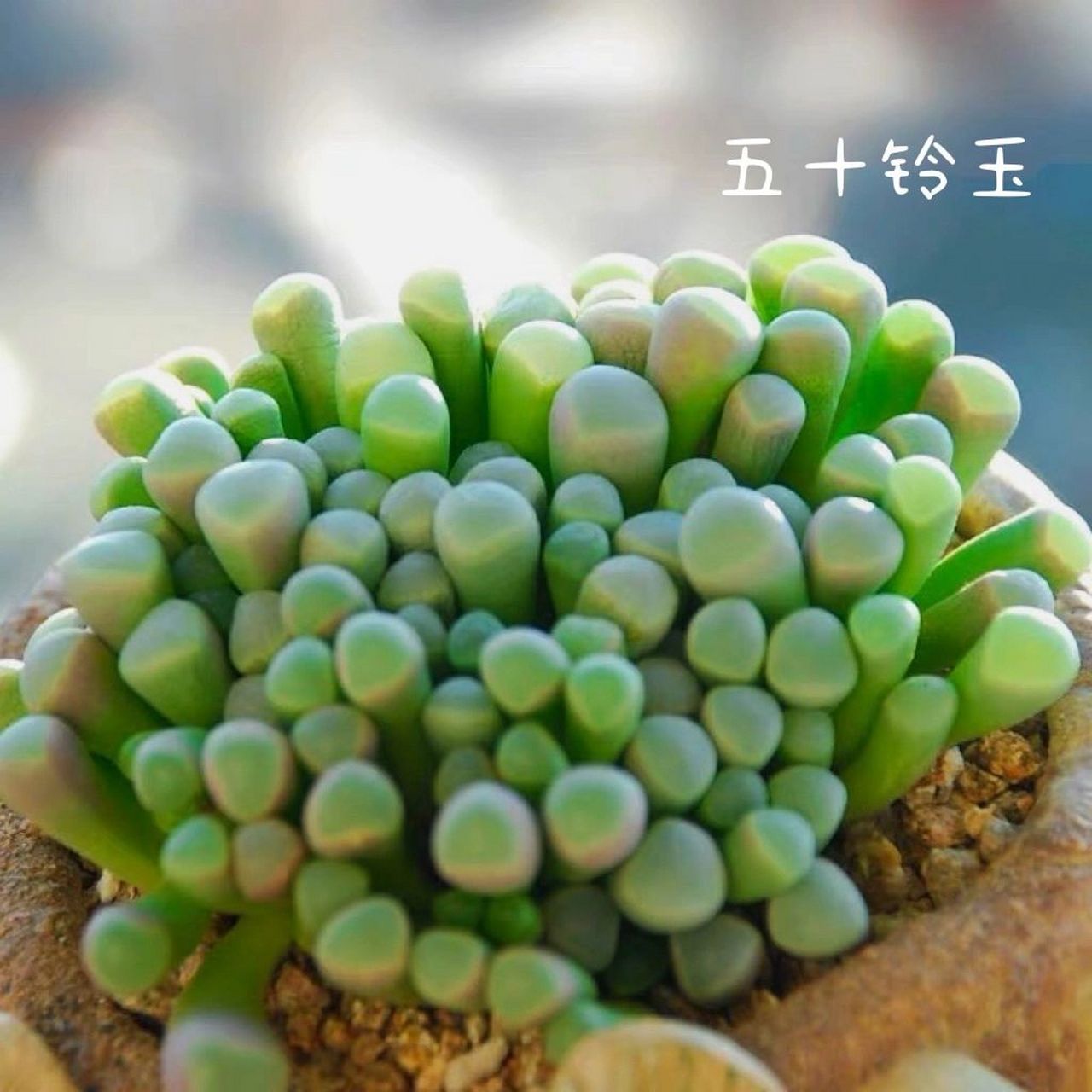 多肉|五十铃玉|番杏科 95五十铃玉又名橙黄棒叶花,是番杏科棒叶花属