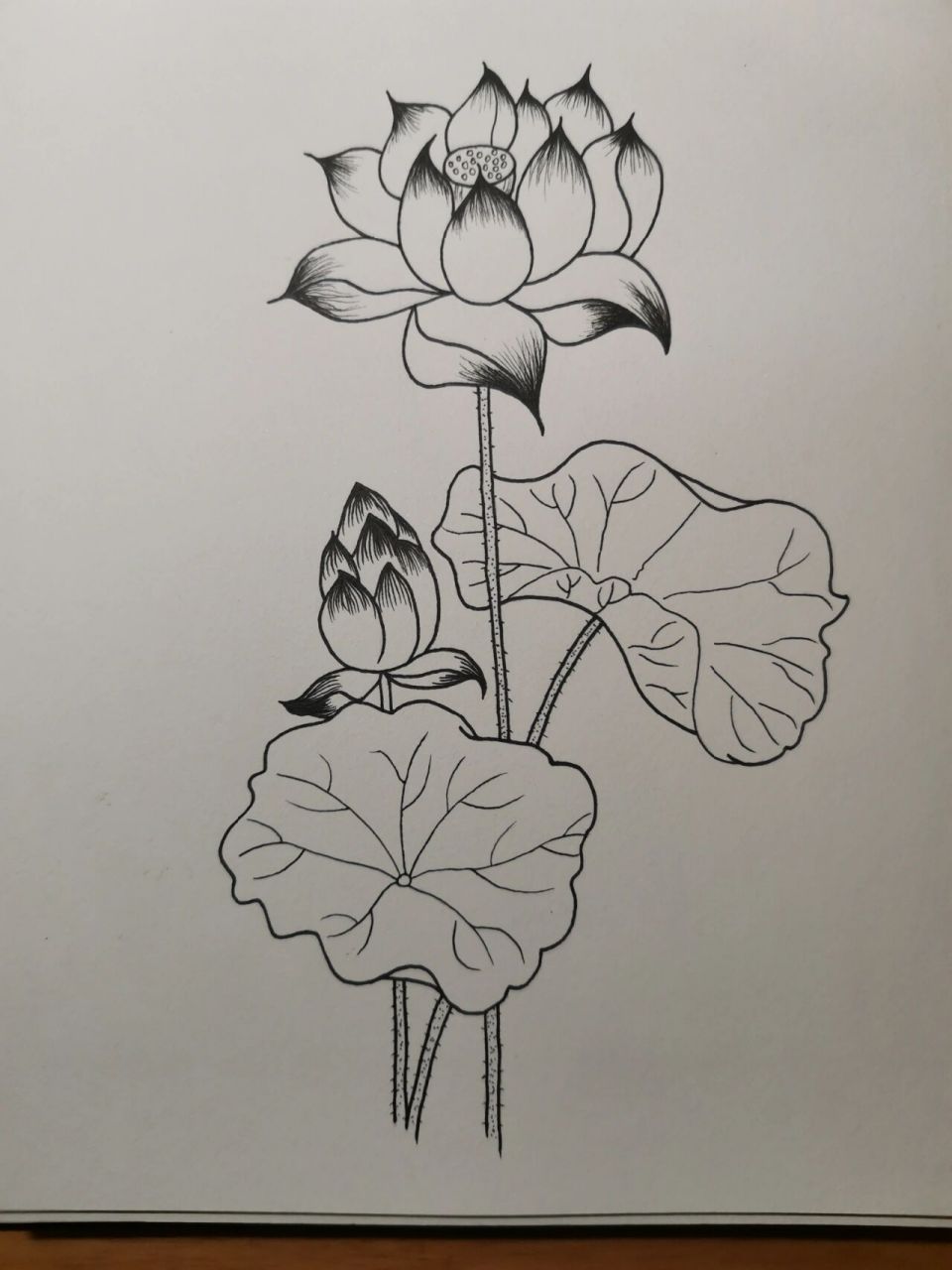 零基础学画画138～荷花(附步骤) 临摹