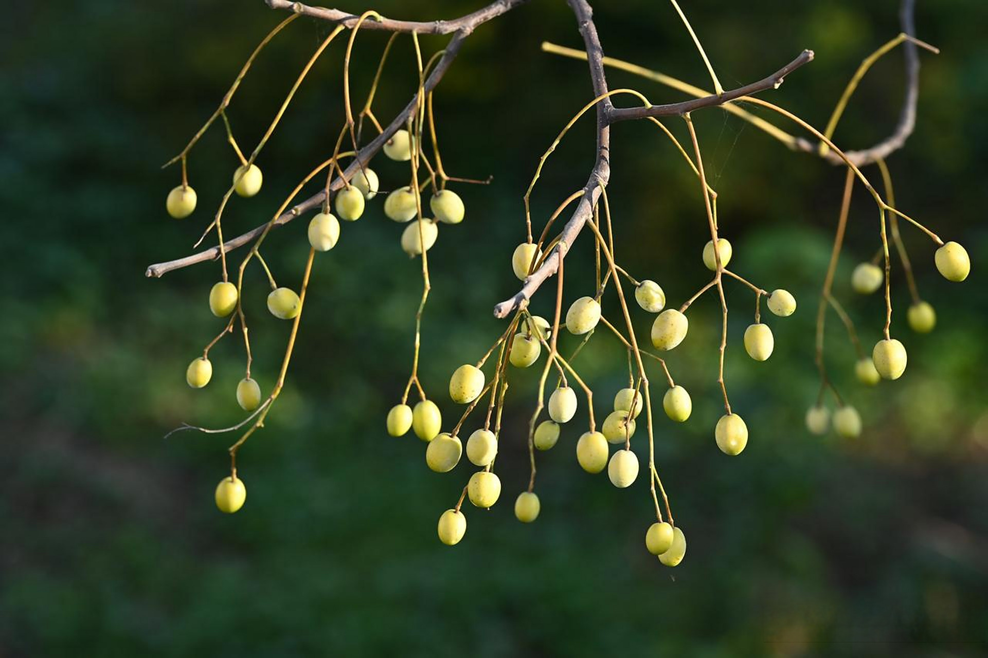 苦楝果就是苦楝树的果子,也叫苦楝子!