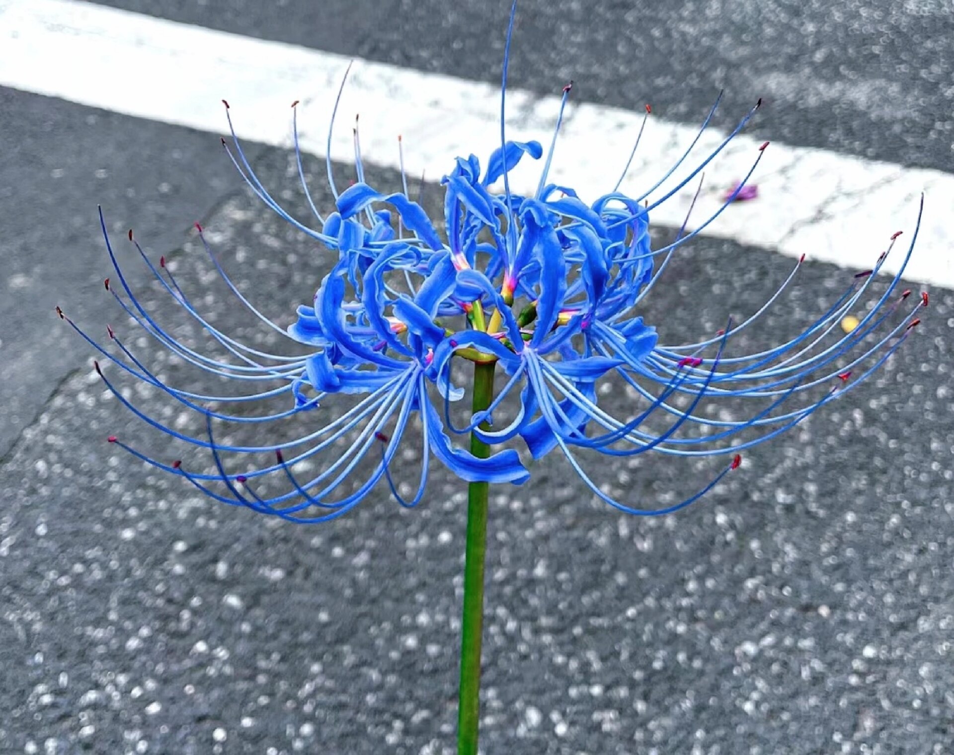 无法到达的幸福,悲伤的回忆,死亡之美,恶魔的温柔 彼岸花开,开彼岸