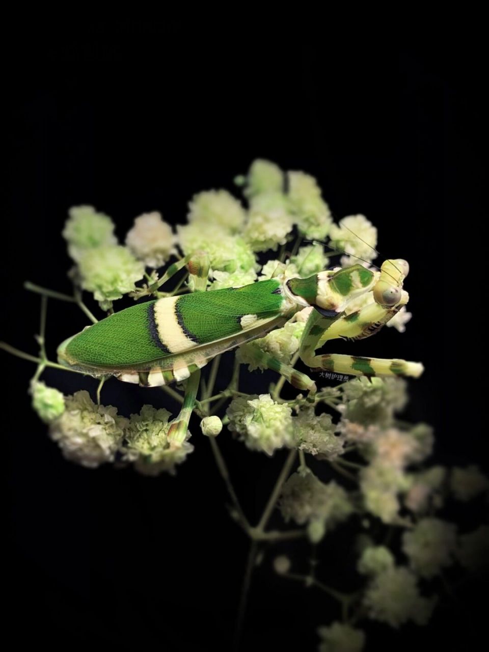 弧纹螳螂成体母虫～ 应该是版纳的中华弧纹?