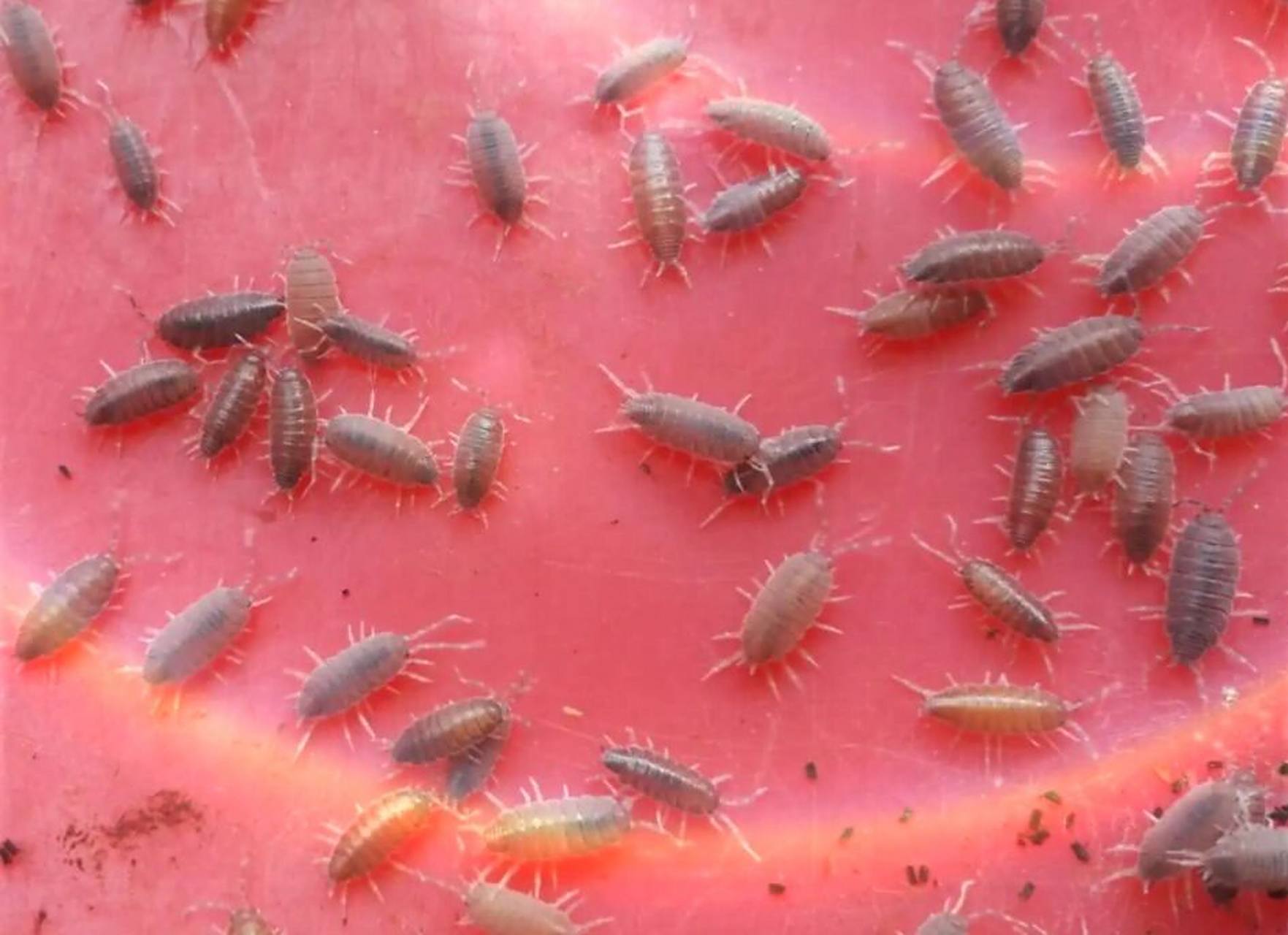 盆栽有潮虫后,它们也随时可能会进入到家里.