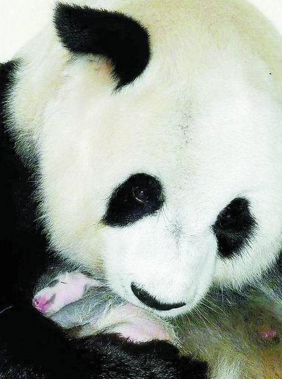 旅泰大熊猫林惠死亡昨天晚上,泰国清迈动物园的大熊猫"林惠"突然昏迷