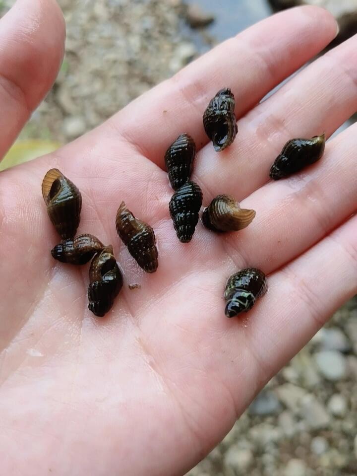 小溪里的小螺丝能吃吗?