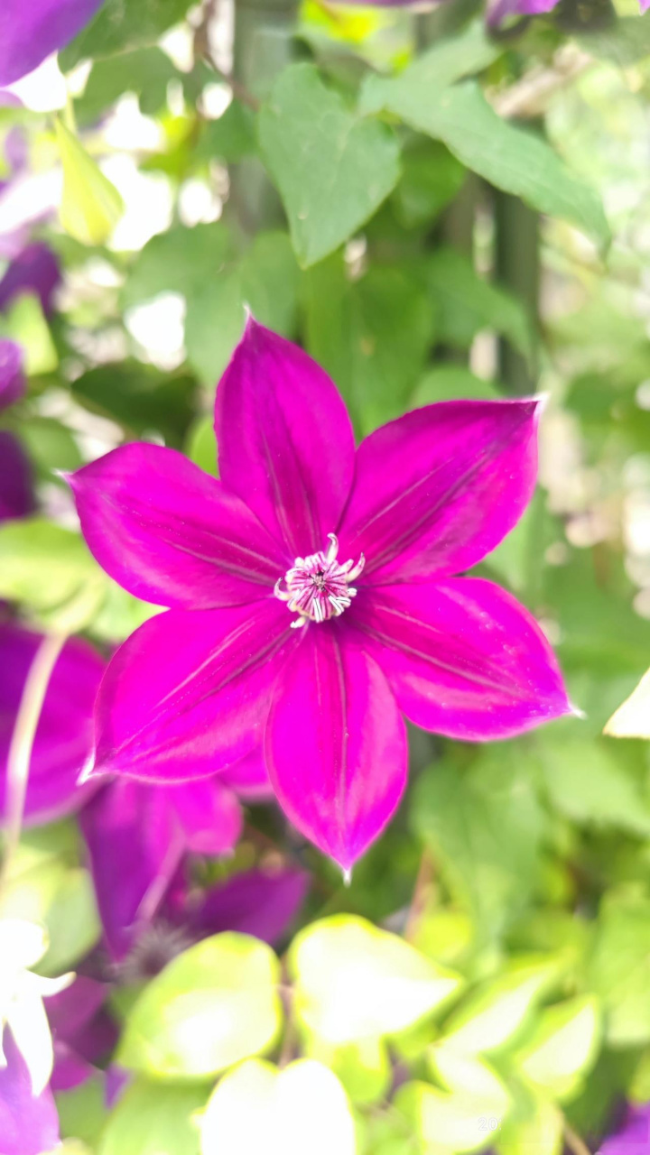 看看我家门前的波旁王朝,这么多的花,是不是很状观,而且它的花期还很