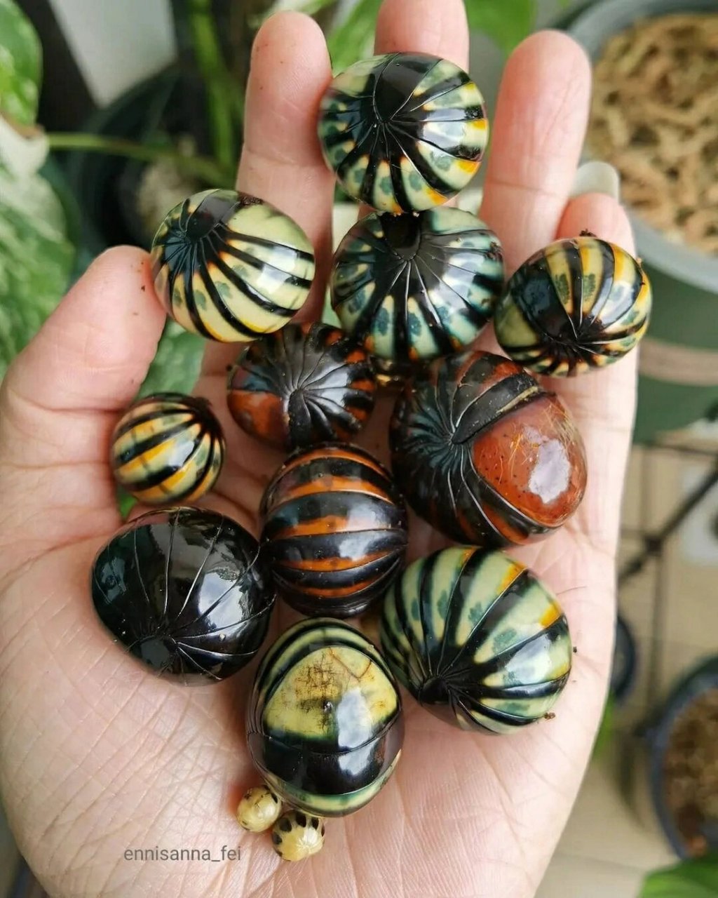 【爬宠美图】球马陆 自然界中有很多有意思的玩意,比如这个球马陆