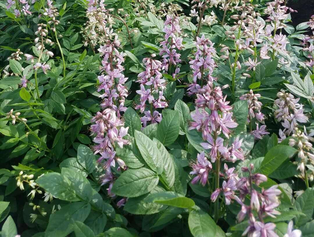 身边的中草药——白鲜皮 白鲜皮,别名八股牛,山牡丹,羊鲜草,来源于