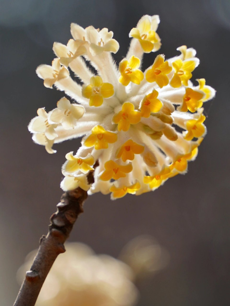 『结香』 也叫爱情树,也是在天愿作比翼鸟,在地愿为连理枝的连理枝