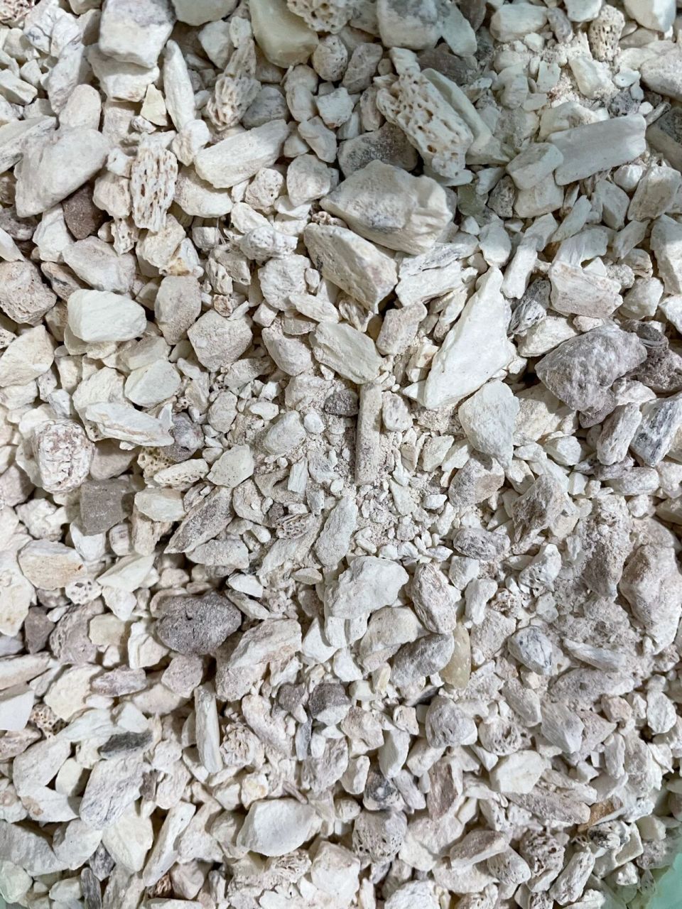 中药生龙骨