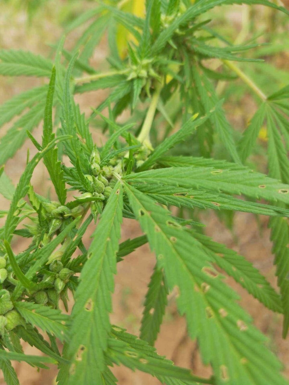 我查了一下,真不是这个明星,而是大西北特有的一味中药.