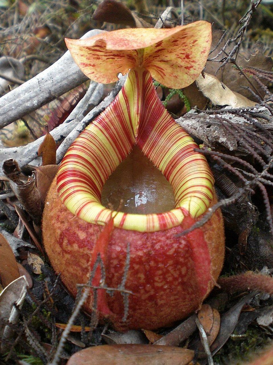 图1:盾叶猪笼草(学名:nepenthes peltata) 是菲律宾棉兰老岛汉密吉