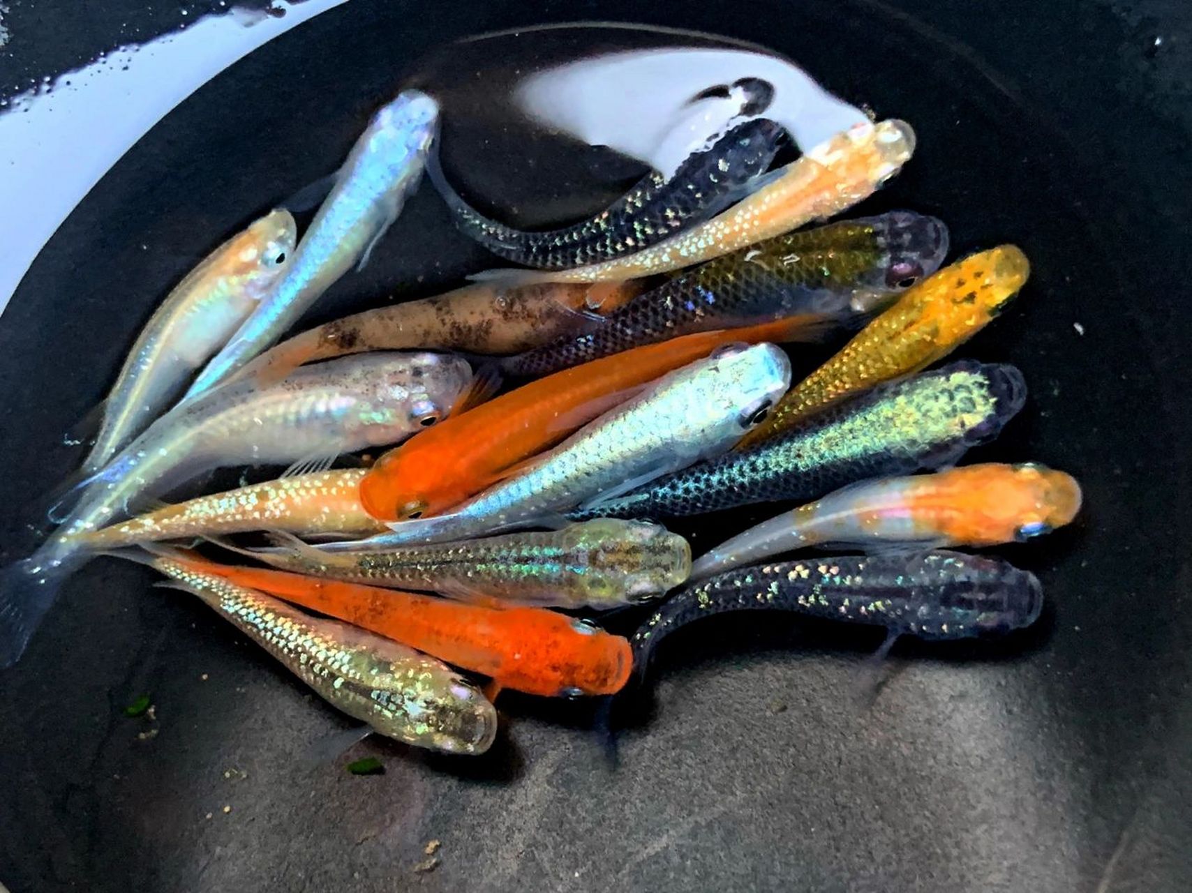 观背青鳉各品种大杂烩  近期给鱼友们选的混搭,鱼好捞,拍照是真的很难