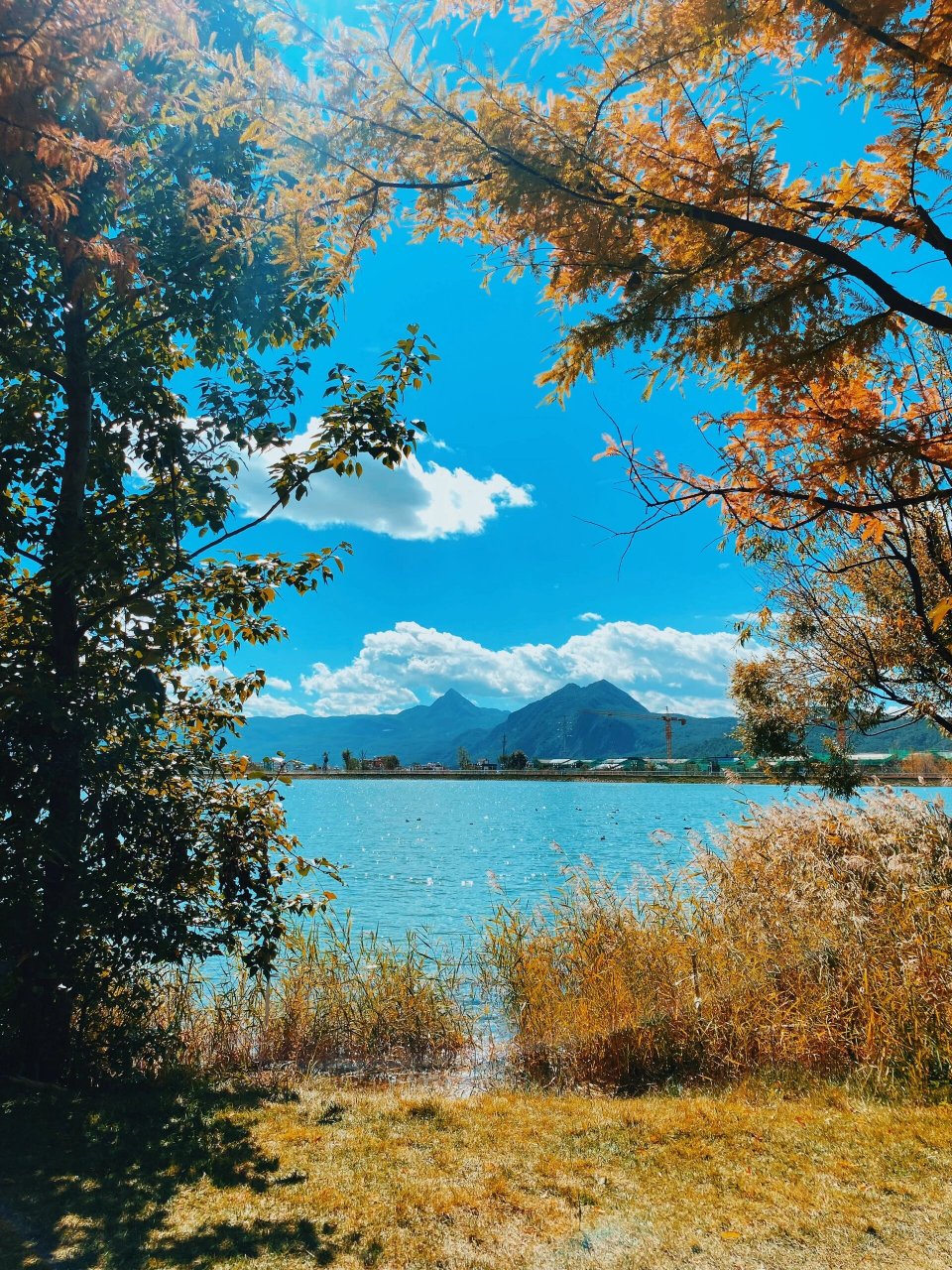 深秋的中济海公园真的美的像漫画 丽江秋季宝藏打卡点～中济海公园