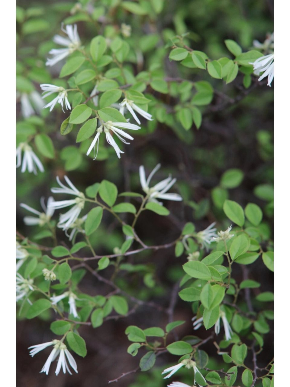 白花檵木的花语图片