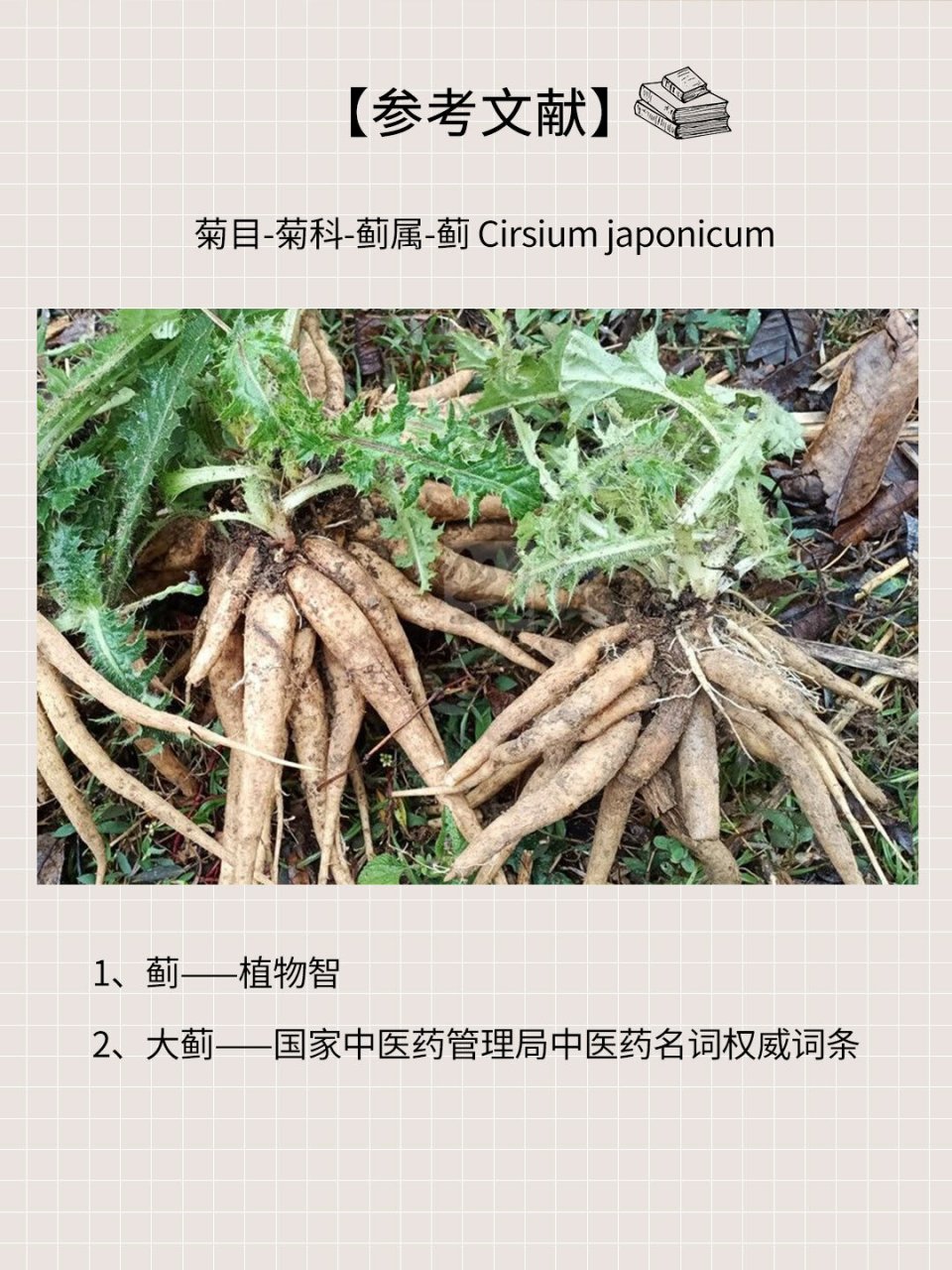 194 | 马刺根,汤鲜有回甘,秋冬上山必采 7215 【警惕成分】无