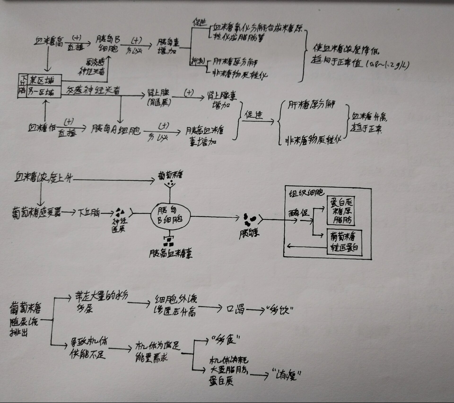 高中生物:血糖平衡调节
