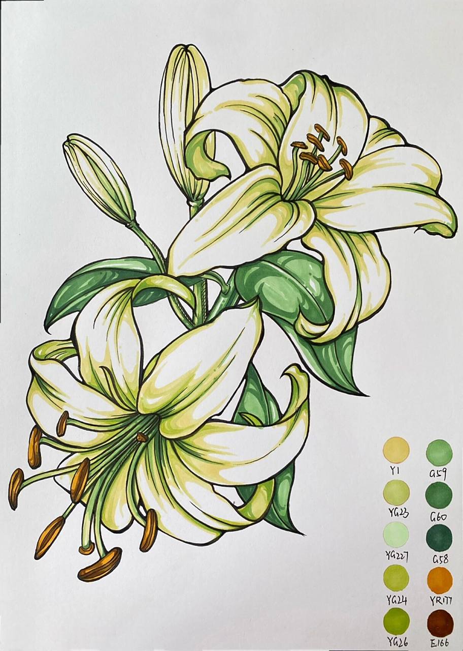 马克笔上色技法|花卉素材|百合花 线稿配色都在里面啦,我是不是想得很