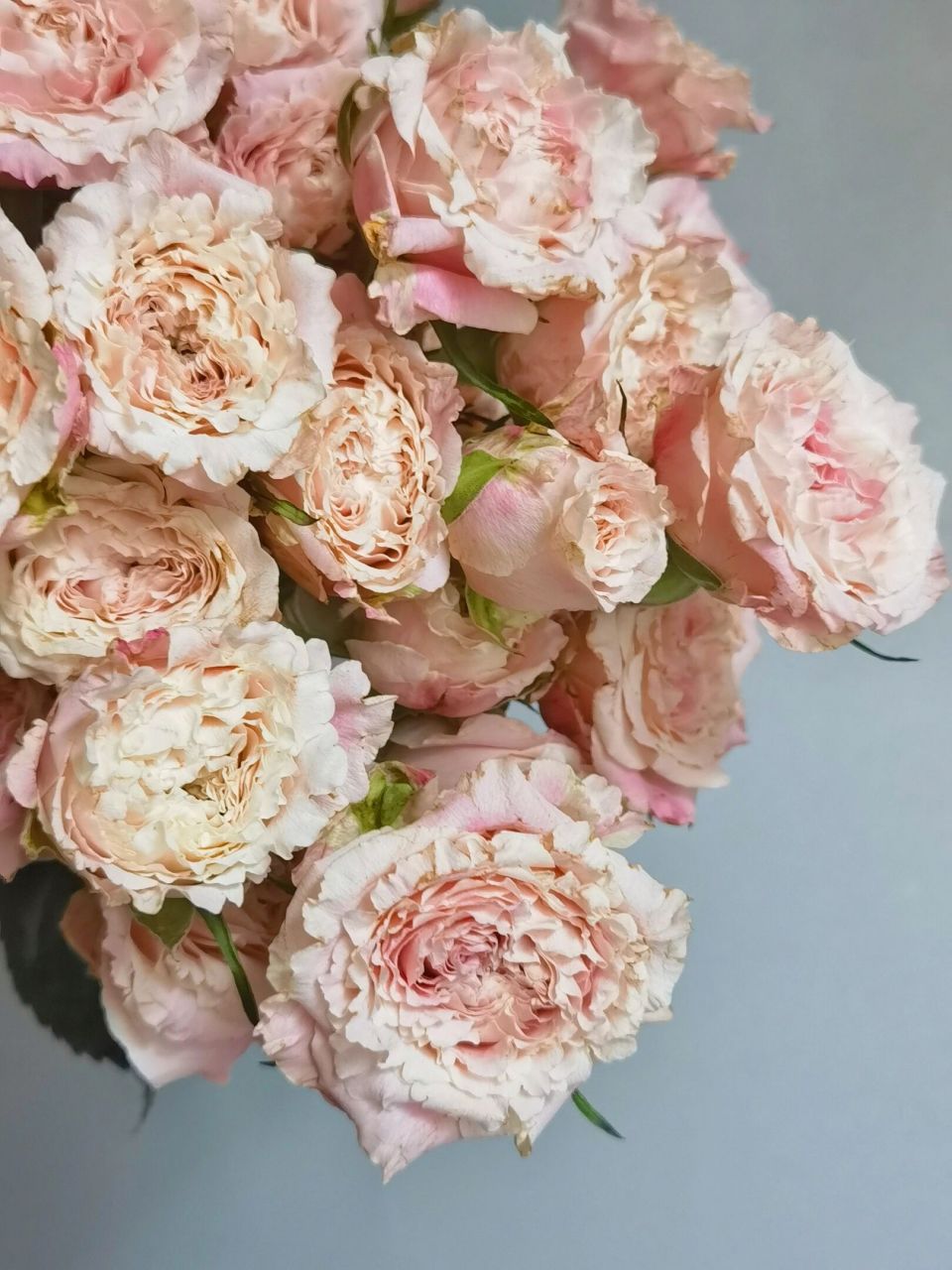 桃乐丝/乐悠·多头玫瑰 桃乐丝多头玫瑰, 也有叫乐悠泡泡. 浅粉外花瓣