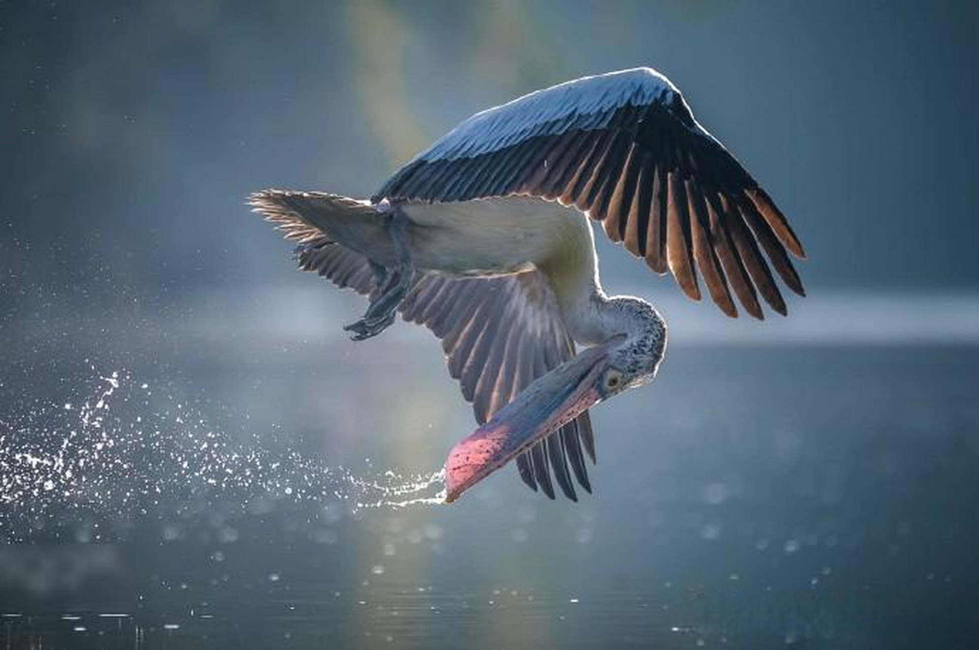 【鸟类主题摄影作品】 摄影师:rakesh baro