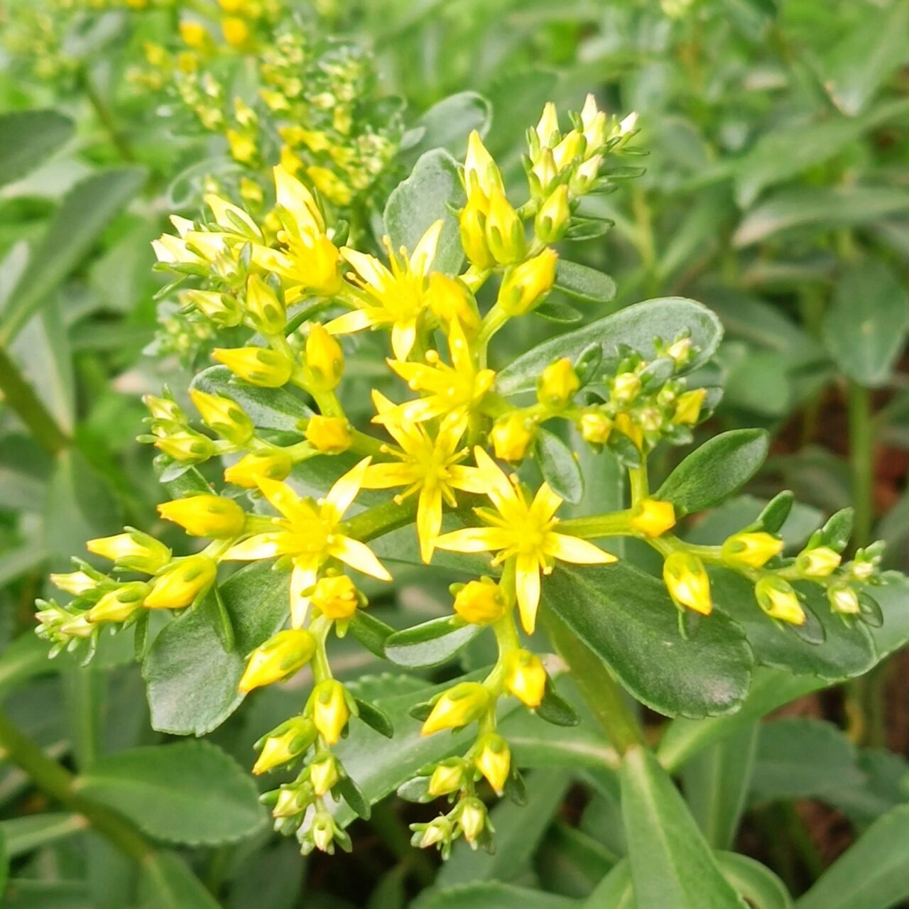 91费菜的别名是:黄菜,土三七,吐血草,见血散,活血丹,养心草,回生