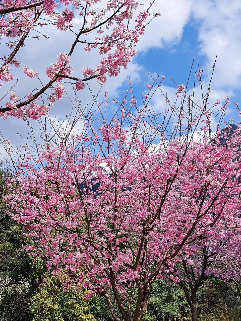 梅州明山嶂樱花图片