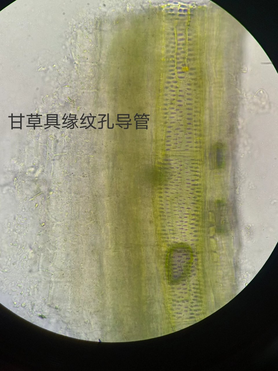 甘草和人参的显微鉴别 甘草 ·石细胞 ·导管--具缘纹孔导管 ·木栓