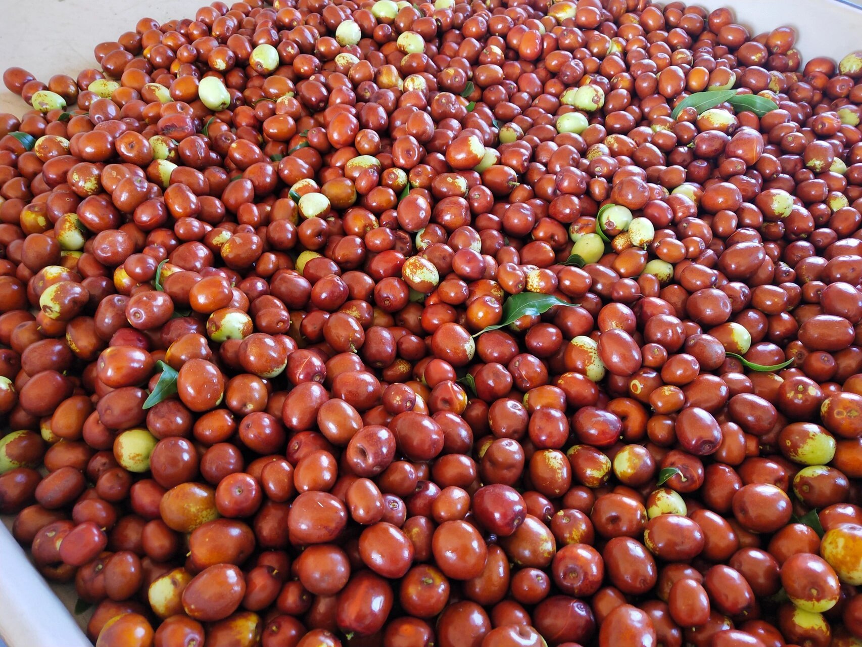 朝阳大枣来啦6015 朝阳金丝大枣,正在火热发货中 又甜又脆,口感不