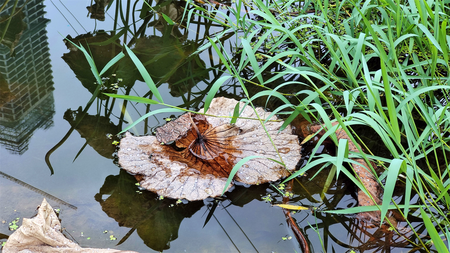 吉安随拍:秋天的荷叶,别有一番韵味!