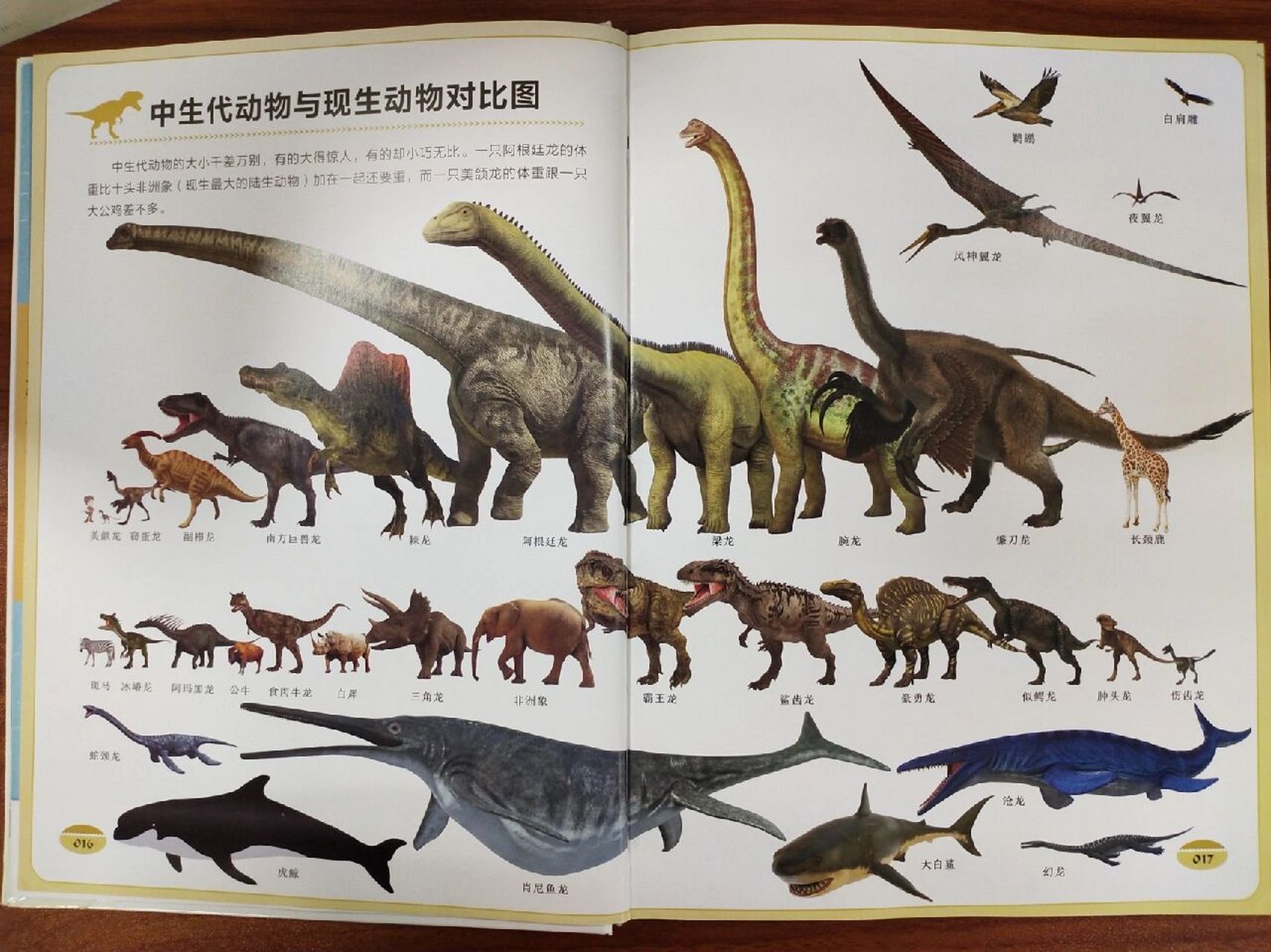 🍀🍀 👉恐龙档案: 生活时期:白垩纪晚期 身长:约14米 身高:约3