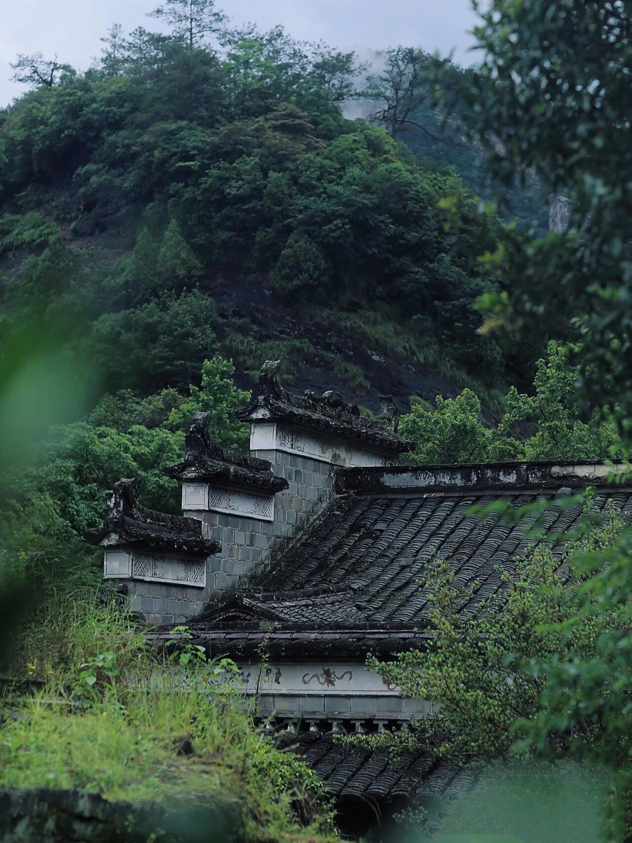 武夷岩茶山场——慧苑坑