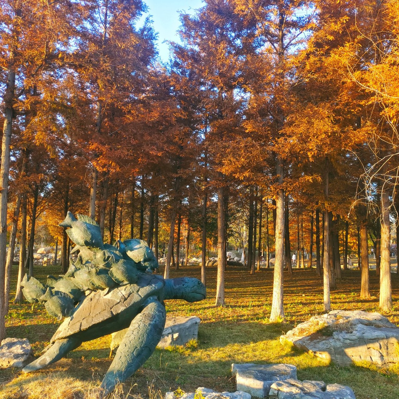 烟台市牟平区的鱼鸟河公园现在的森林正值一片殷红的时候,拍照超汲鲻