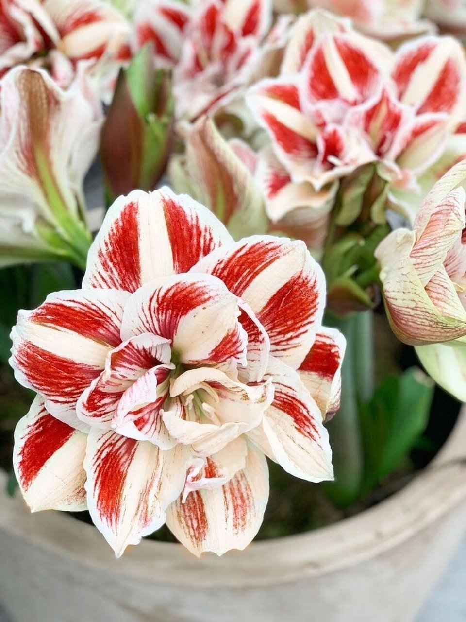 【周天推荐】朱顶红"明亮妮芙" 67今天我们要推荐的朱顶红品种是一