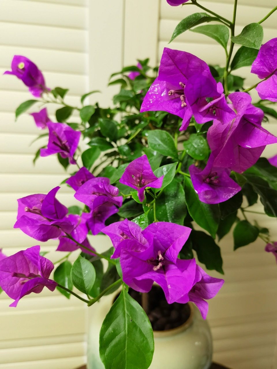 云南紫大梅～紫色三角梅 云南紫～三角梅,换了盆果然高大上多了