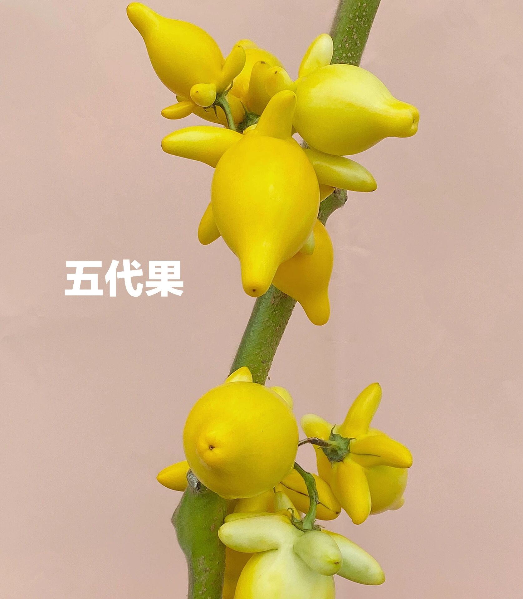 一次认识9种秋天果实花材|花艺培训 99乳茄又叫五代果,黄金果 养护