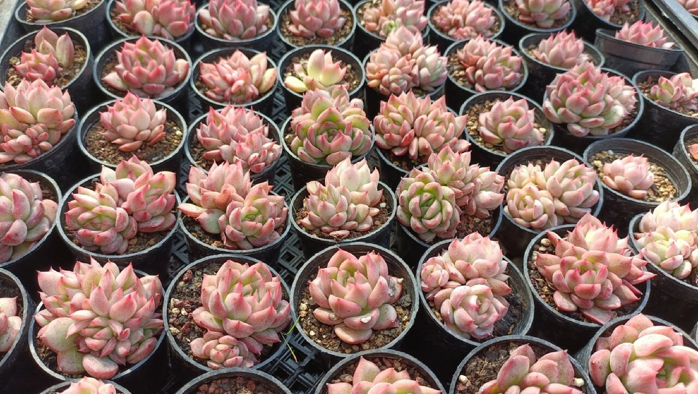 弗洛瑞安娜 总体来说,弗洛瑞安娜这个品种养护难度并不大,而且颜值也