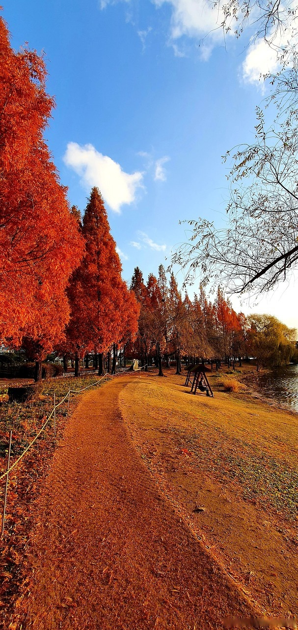 穿梭亿年的时光信使——水杉   【时空旅行者的印记】水杉,以独有的